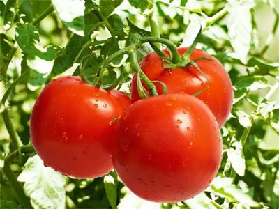 src=http___9233602.s21i-9.faiusr.com_2_ABUIABACGAAgr4CsuQUol4T8DDCgBjjYBA.jpg&refer=http___9233602.s21i-9.faiusr.webp.jpg src=http___9233602.s21i-9.faiusr.com_2_ABUIABACGAAgr4CsuQUol4T8DDCgBjjYBA.jpg&refer=http___9233602.s21i-9.faiusr.webp.jpg